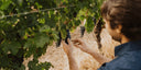 A person in a vineyard harvests a cluster of dark grapes from a grapevine, with green leaves and dry grass in the background.