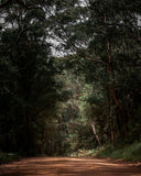 A narrow dirt road running through a dense, shadowy forest with tall trees and light filtering through the canopy.